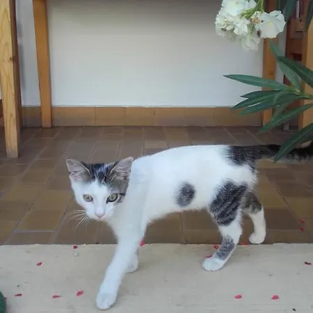 Eden Panzio Bed & Breakfast